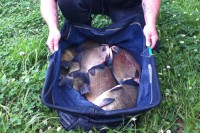 A switch to a pellet hook bait saw James bag up on bream