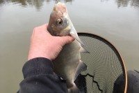 Andy noticed that the bigger fish fed for short periods